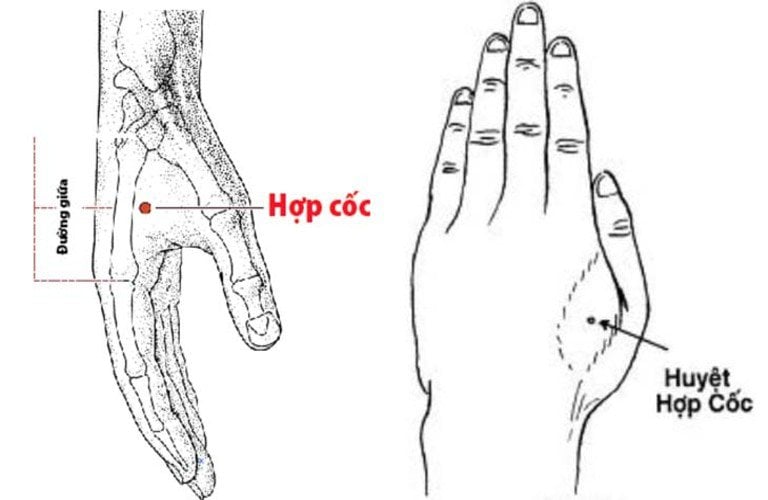 huyệt hợp cốc