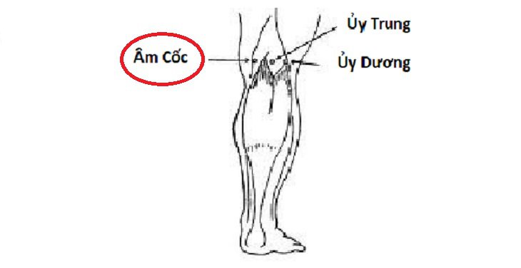 Vị trí và tác dụng của huyệt Âm Cốc