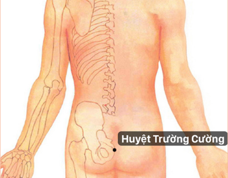 Huyệt trường cường nằm ở đâu?