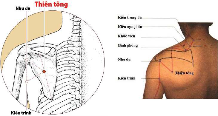 Huyệt Thiên Tông có tác dụng gì ?