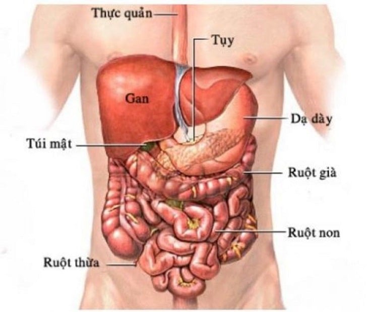 lục phủ ngũ tạng là gì