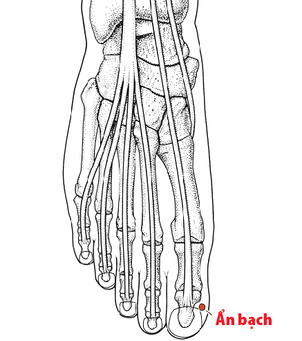 Vị trí và tác dụng huyệt ẩn bạch