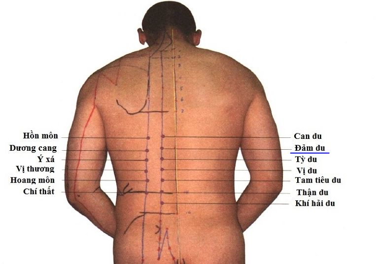 Huyệt đởm du có thể phối hợp với một số huyệt trong điều trị bệnh