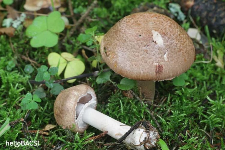 Công dụng của nấm agaricus là gì?