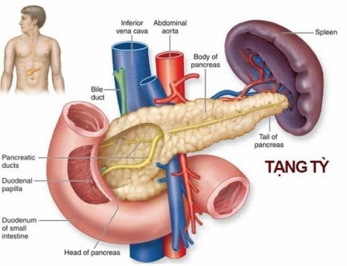 chức năng tạng tỳ