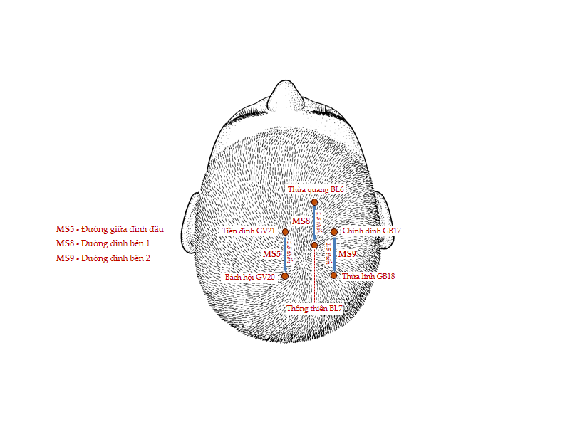 Vị trí và tác dụng huyệt chính dinh