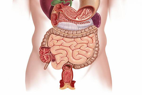 Mối quan hệ giữa các tạng phủ trong đông y