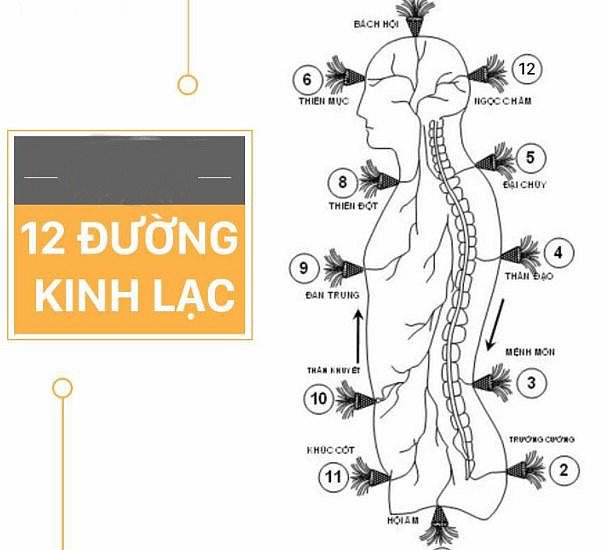 12 kinh lạc và các huyệt đạo