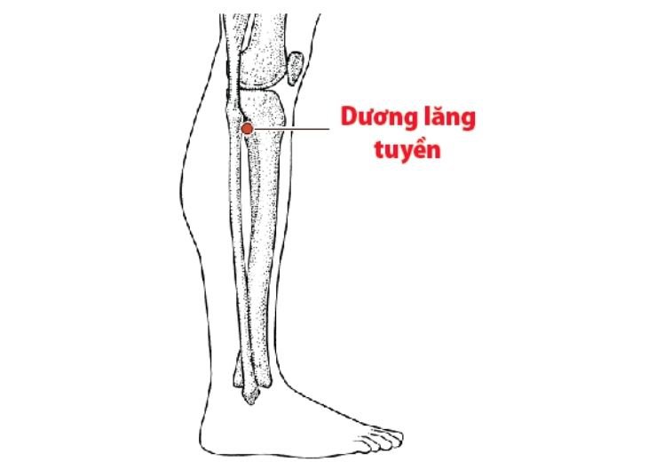 Tác dụng và cách xác định huyệt dương lăng tuyền