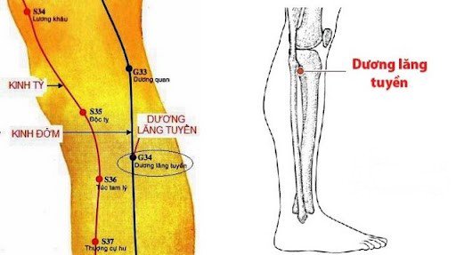 huyệt dương lăng tuyền