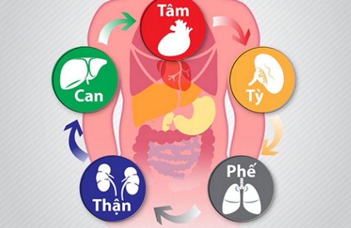 tạng thận y học cổ truyền