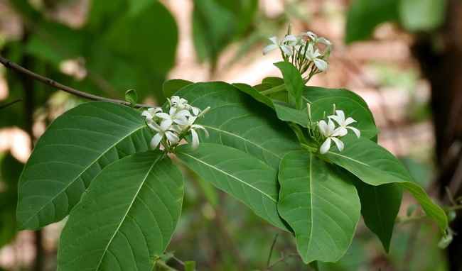 cây mộc hoa trắng