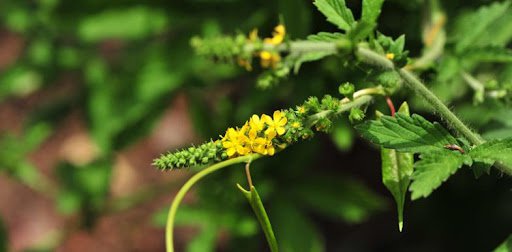 long nha thảo