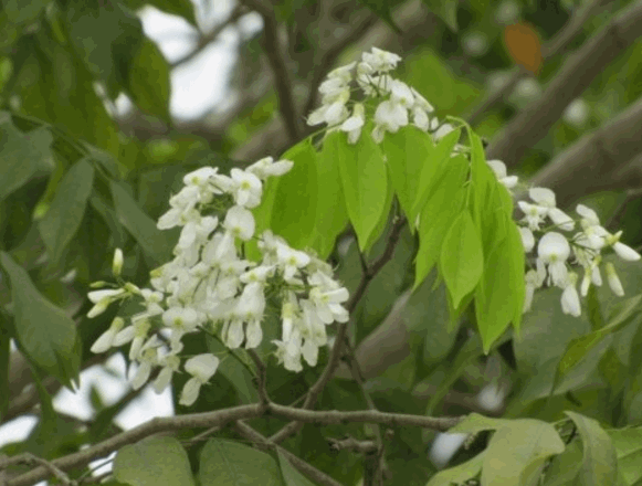 Công dụng cây thàn mát