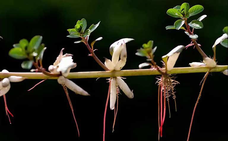 cây rau dừa nước