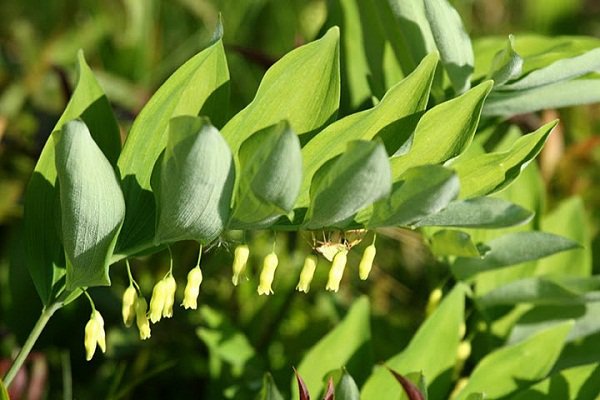 cây thuốc ngọc trúc