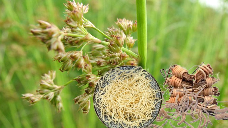 Cây đăng tâm thảo có tác dụng gì?